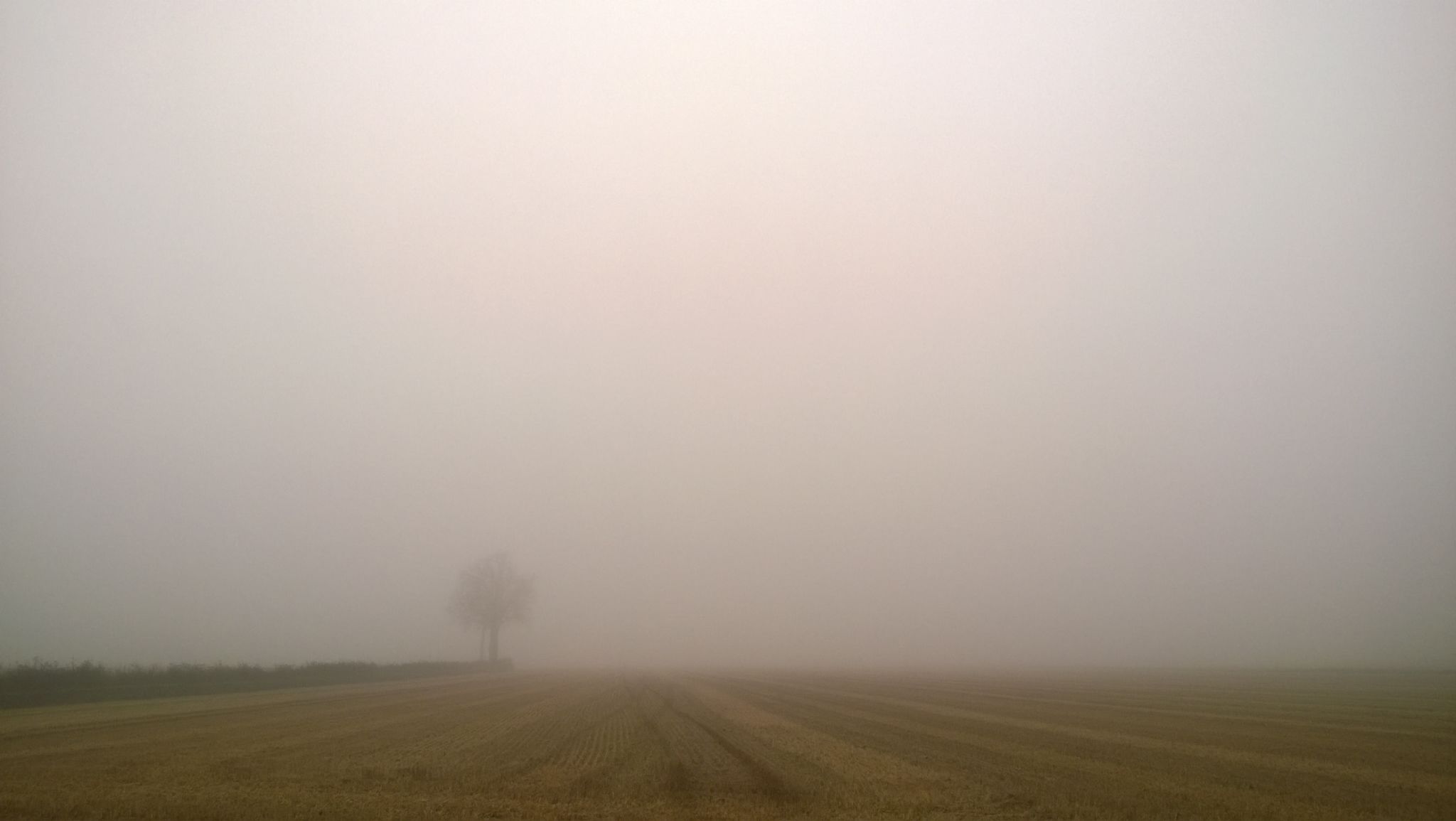 Gli alberi emersi